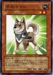 Shiba-Warrior Taro